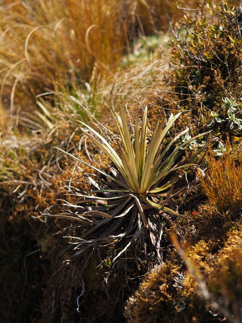 Celmisia armstrongii photo 4