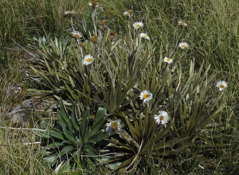 Celmisia armstrongii photo 5