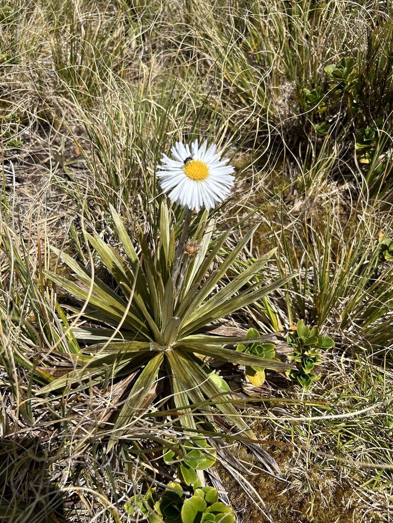 Celmisia armstrongii photo 6