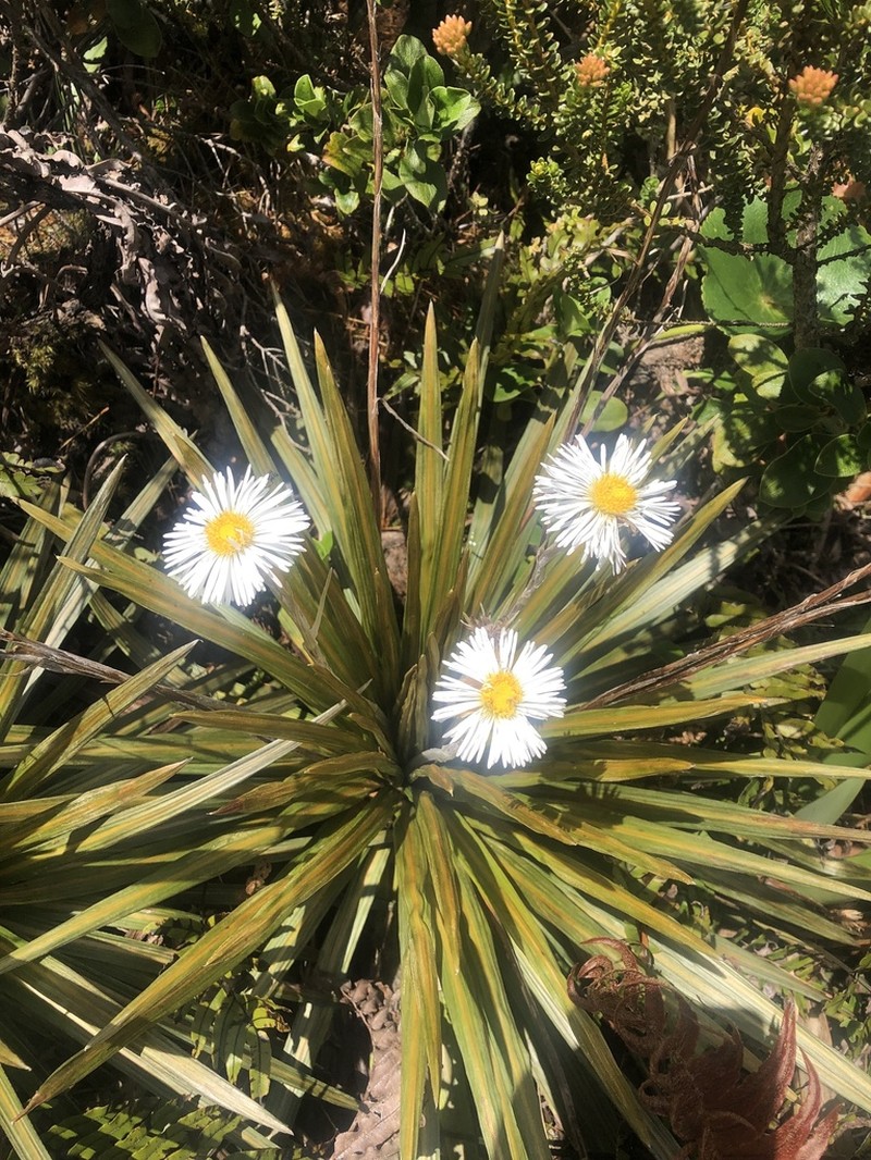 Celmisia armstrongii photo 7
