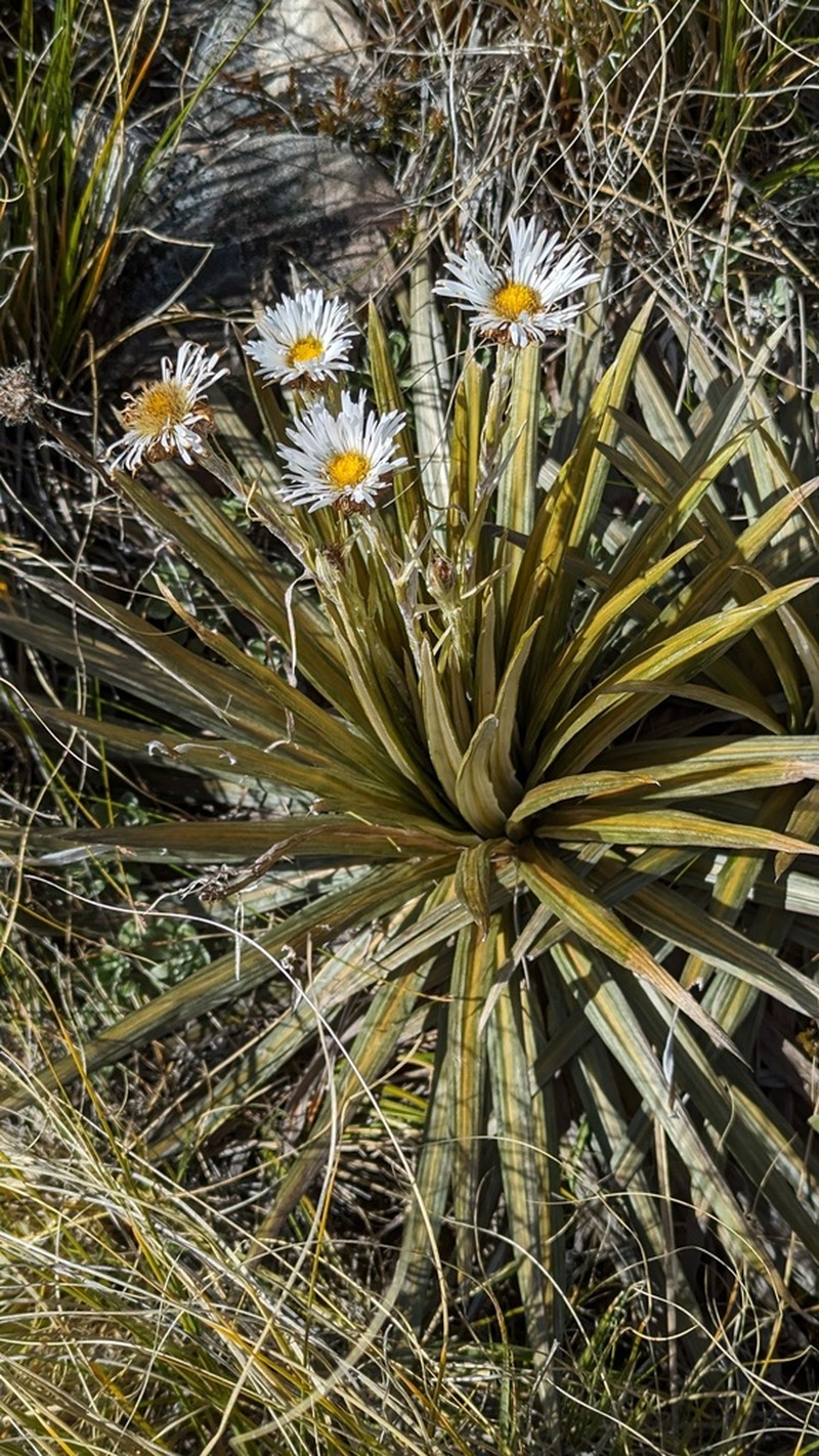 Celmisia armstrongii photo 8