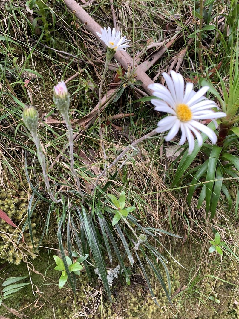 Celmisia asteliifolia photo 2