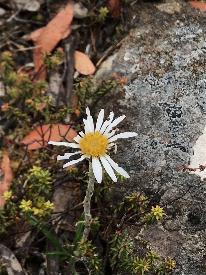 Celmisia asteliifolia photo 3