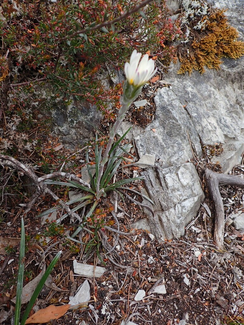 Celmisia asteliifolia photo 4