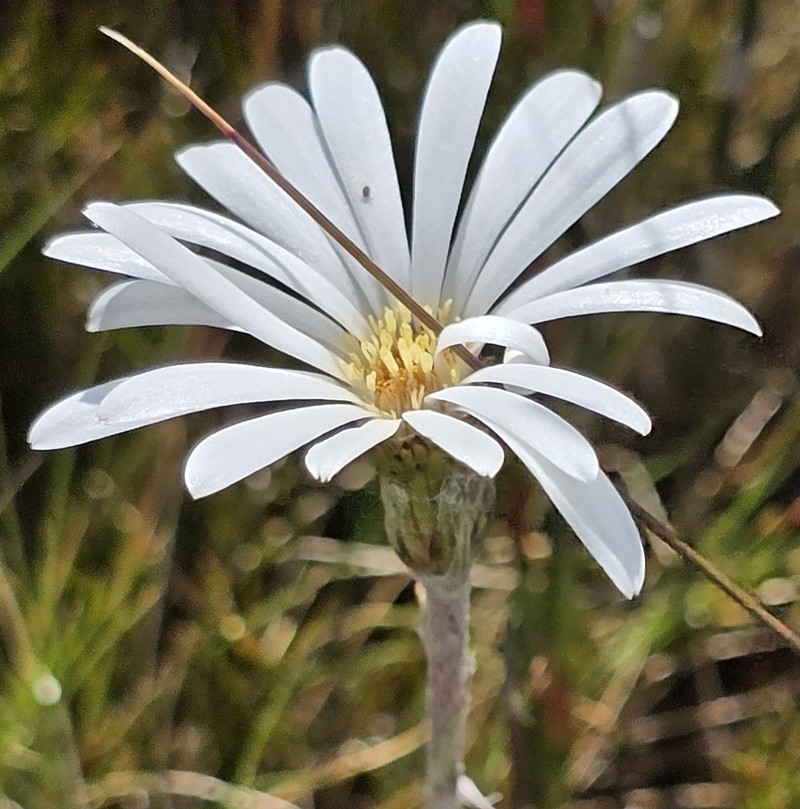 Celmisia asteliifolia photo 5