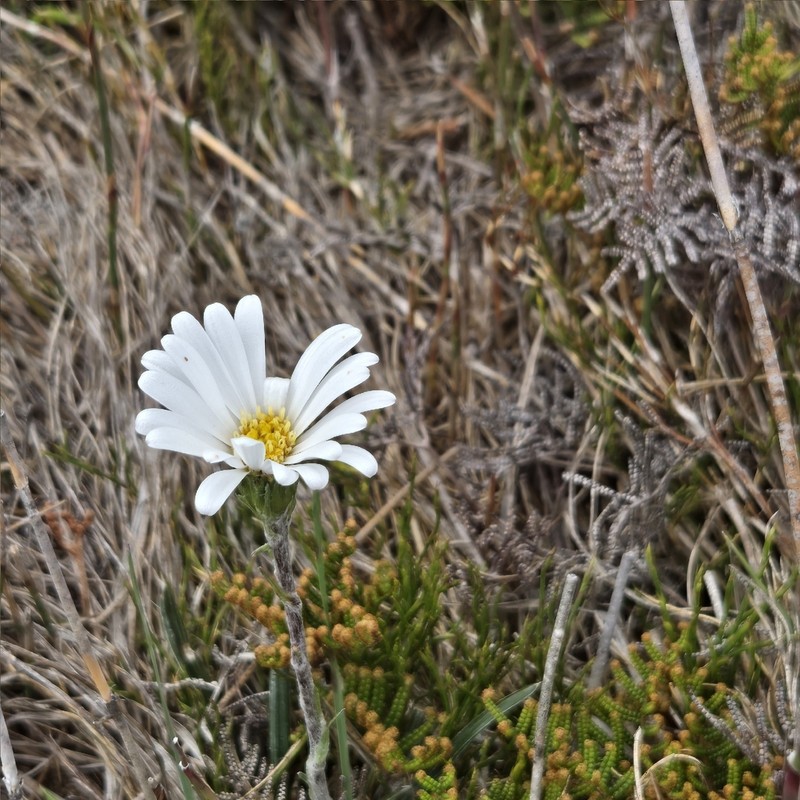 Celmisia asteliifolia photo 6