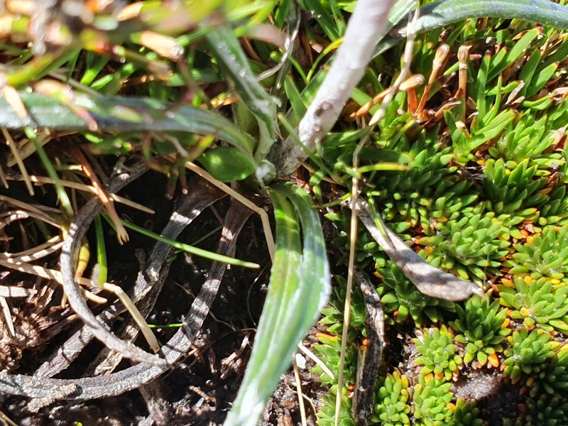 Celmisia asteliifolia photo 7