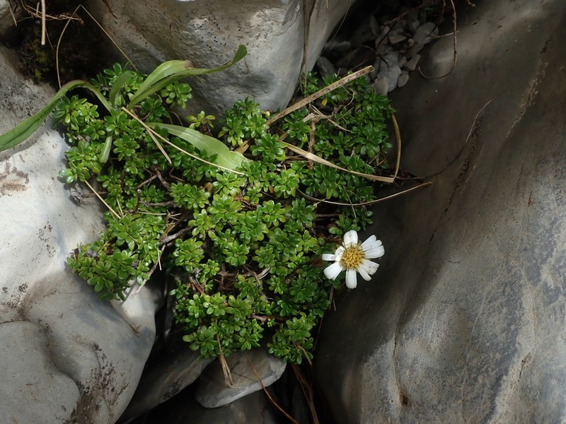 Celmisia bellidioides