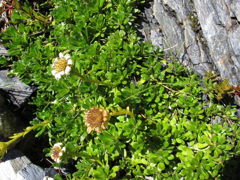 Celmisia bellidioides photo 2