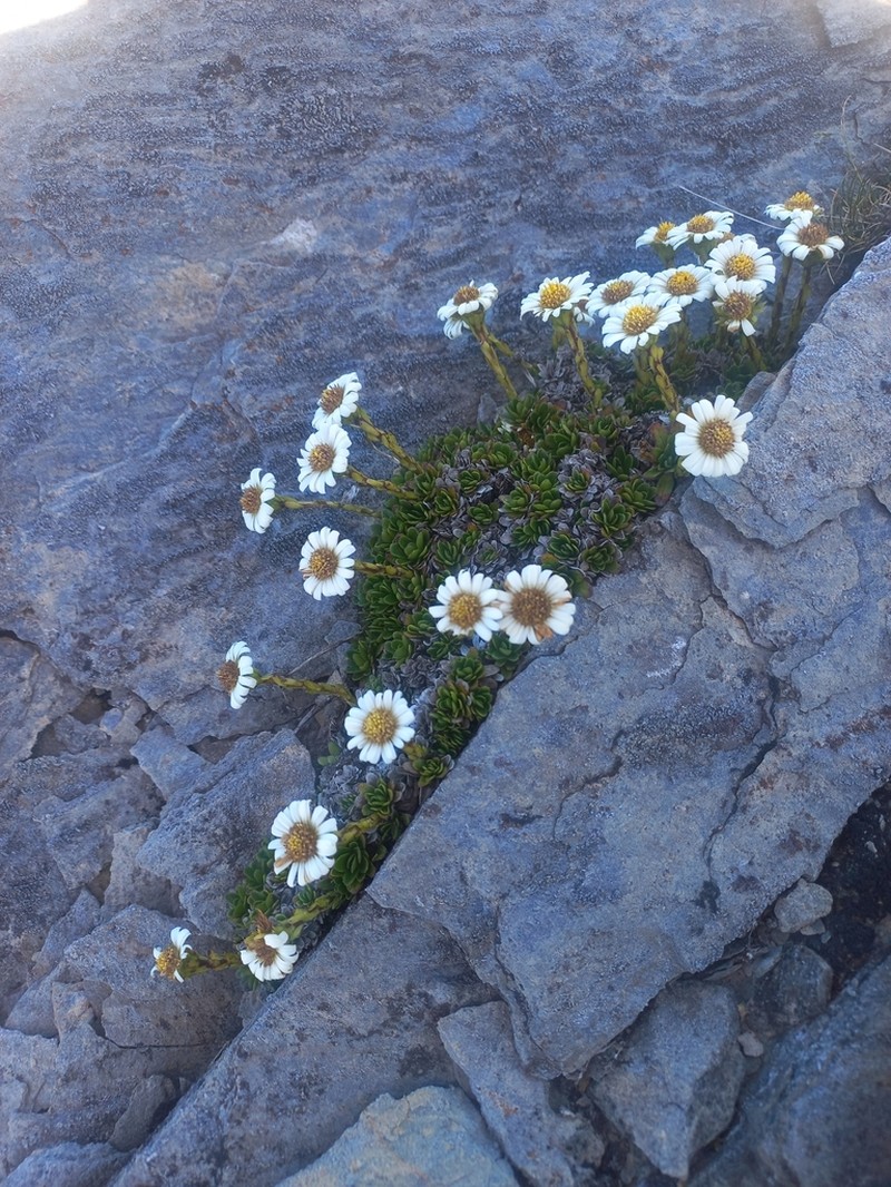 Celmisia bellidioides photo 3