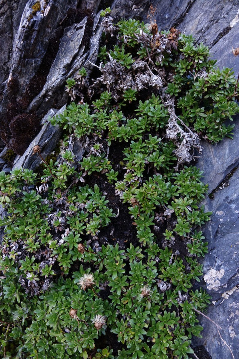 Celmisia bellidioides photo 4