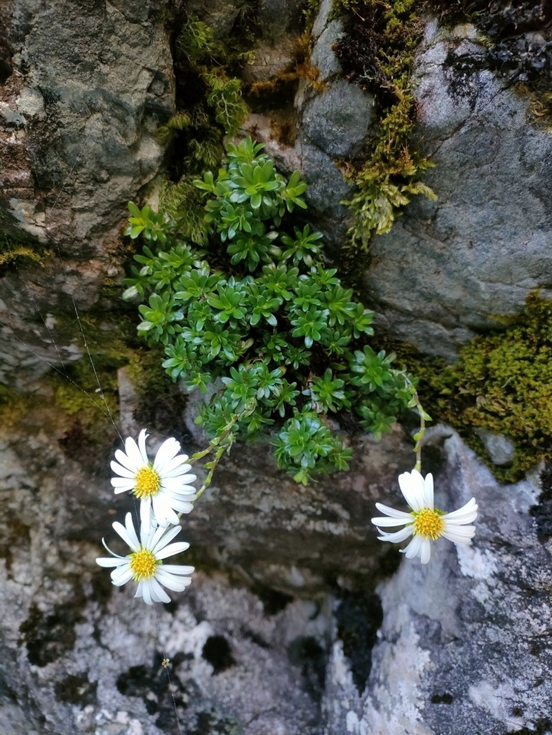 Celmisia bellidioides photo 5