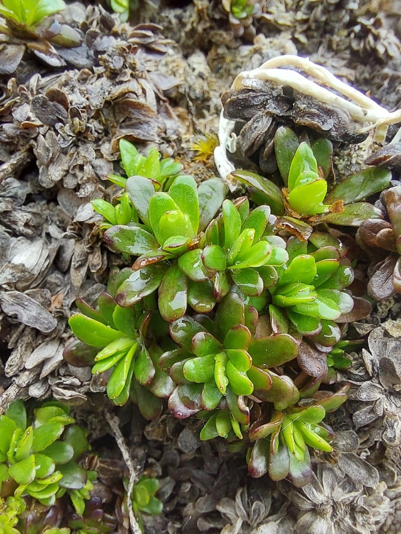 Celmisia bellidioides photo 6