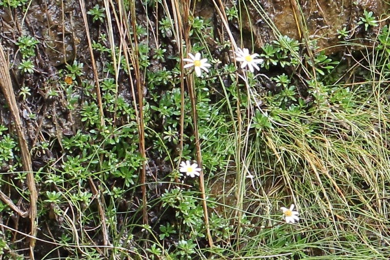 Celmisia bellidioides photo 7