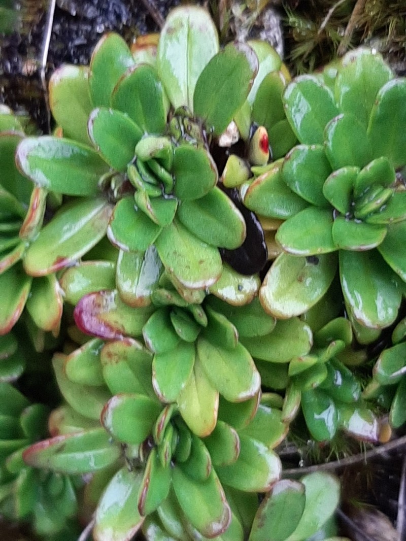 Celmisia bellidioides photo 8