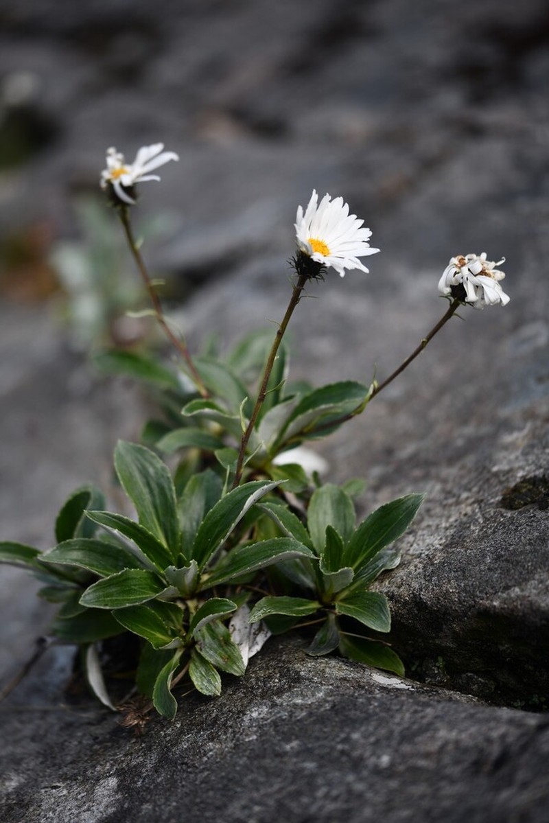 Celmisia bonplandii