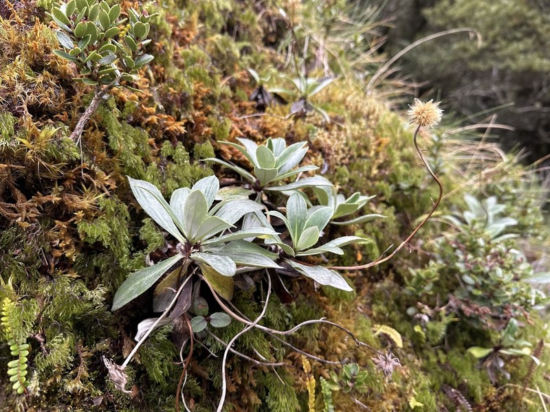 Celmisia bonplandii photo 2