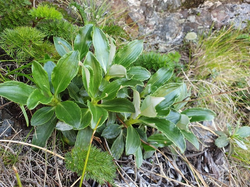 Celmisia bonplandii photo 3