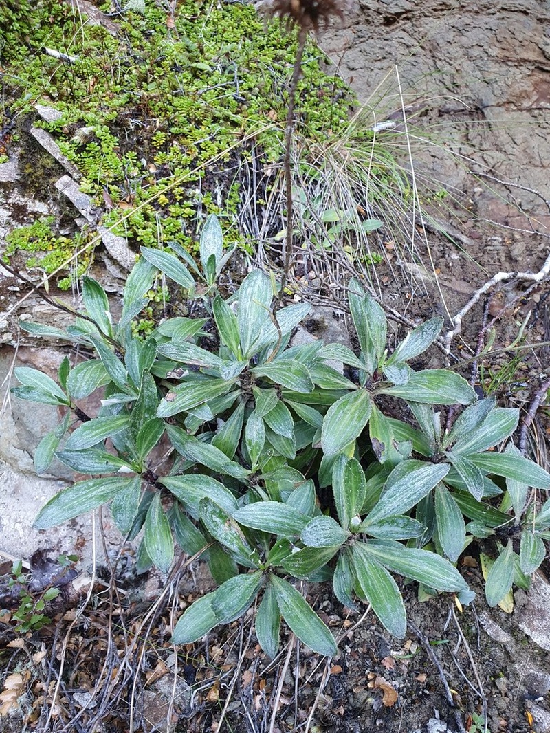 Celmisia bonplandii photo 4