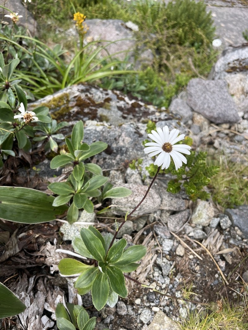 Celmisia bonplandii photo 5