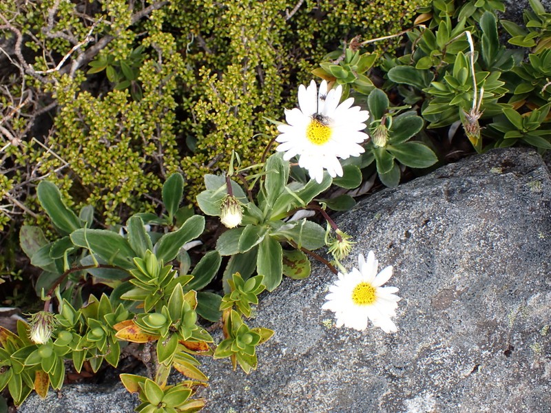 Celmisia bonplandii photo 6
