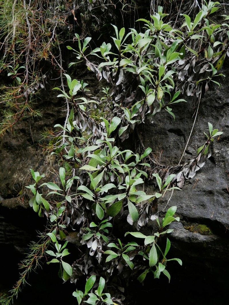 Celmisia bonplandii photo 7