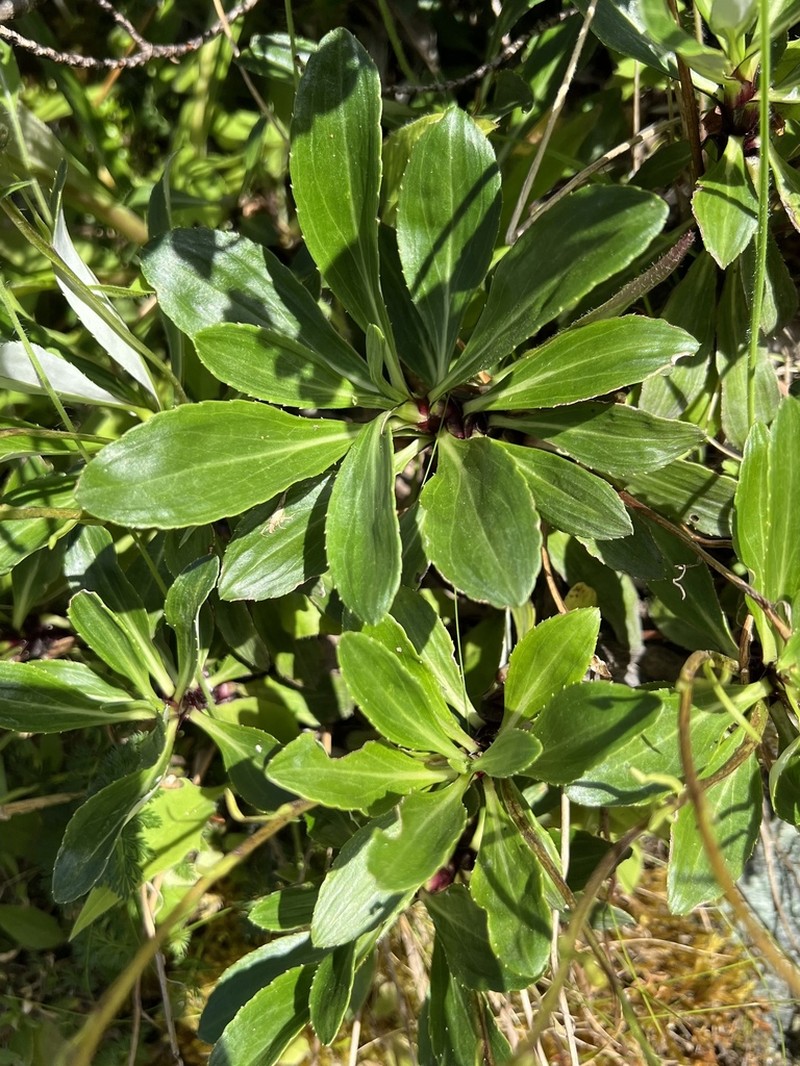 Celmisia bonplandii photo 8