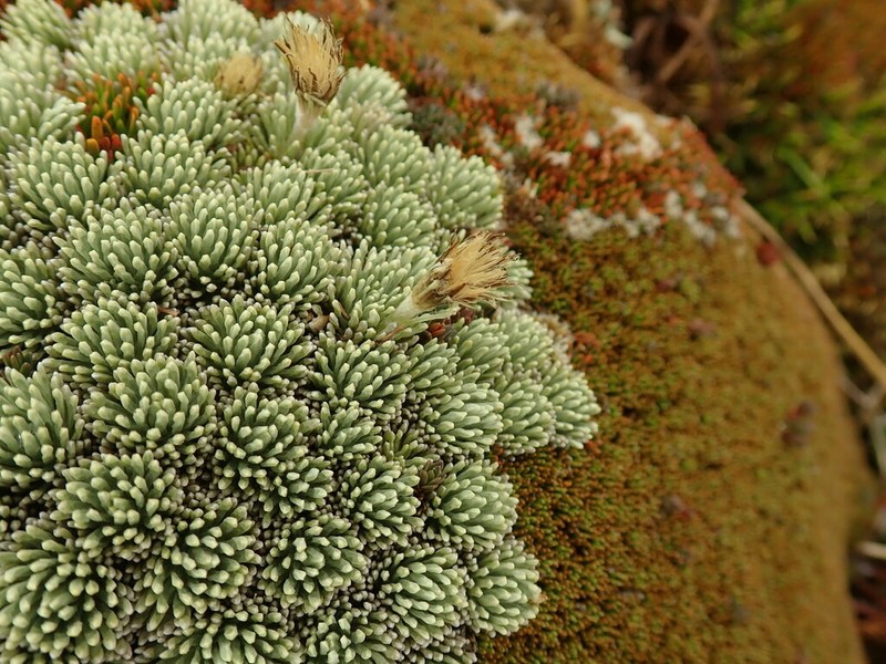Celmisia clavata