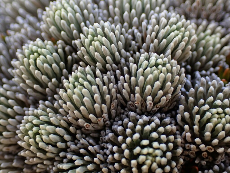 Celmisia clavata photo 2