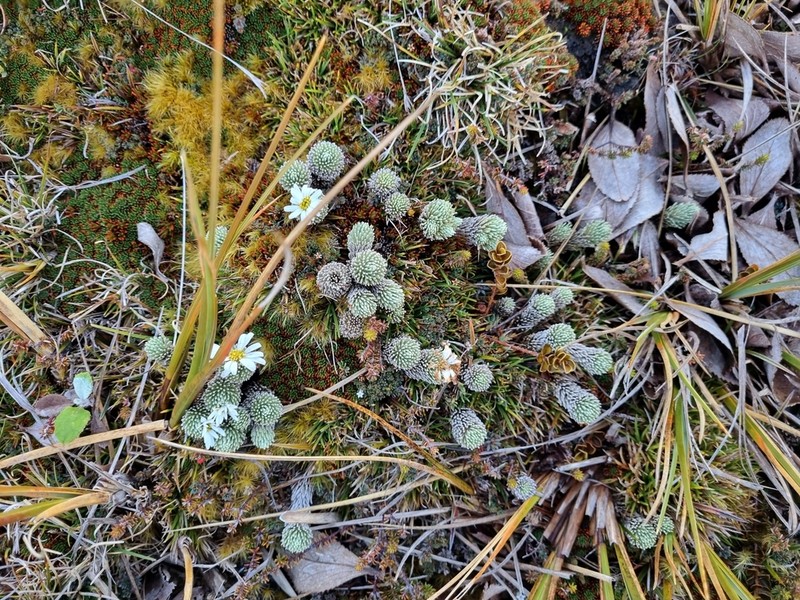 Celmisia clavata photo 3
