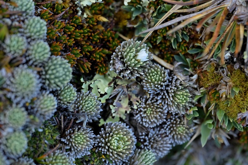 Celmisia clavata photo 4