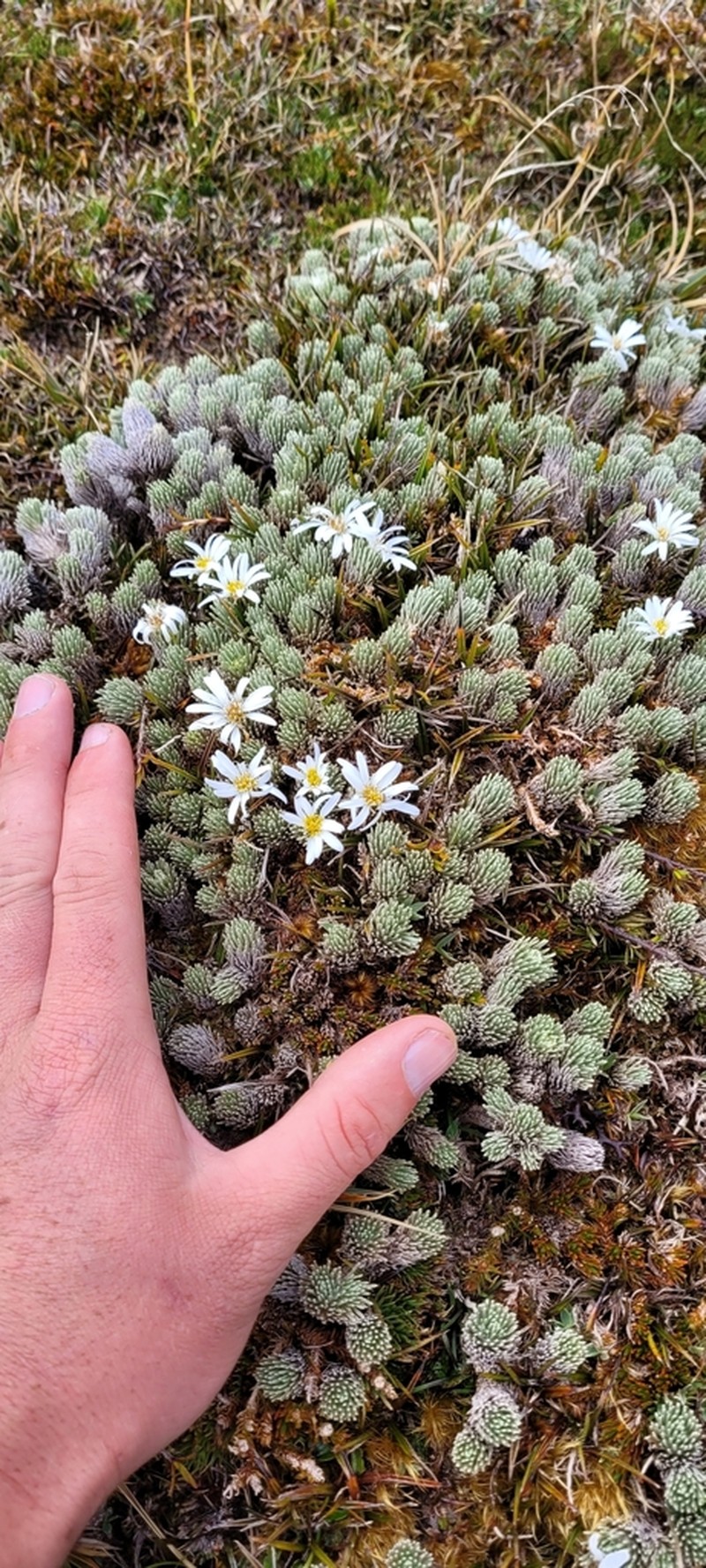 Celmisia clavata photo 5