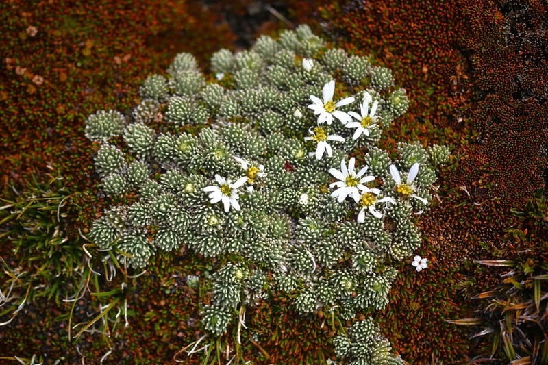 Celmisia clavata photo 6