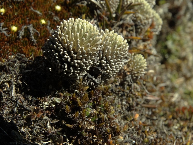 Celmisia clavata photo 7