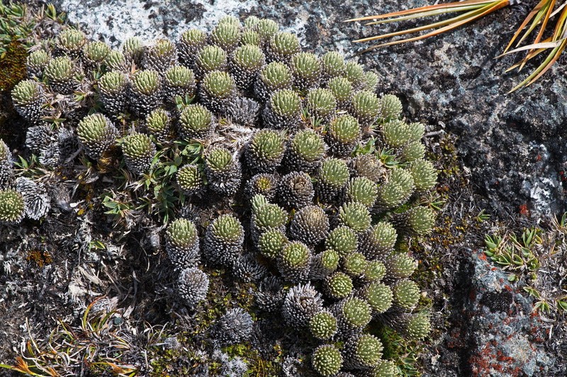 Celmisia clavata photo 8