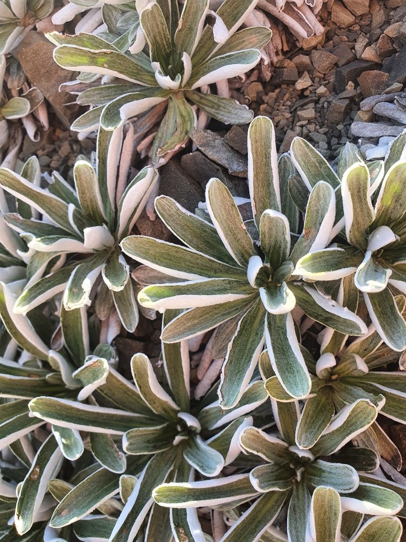 Celmisia cockayneana