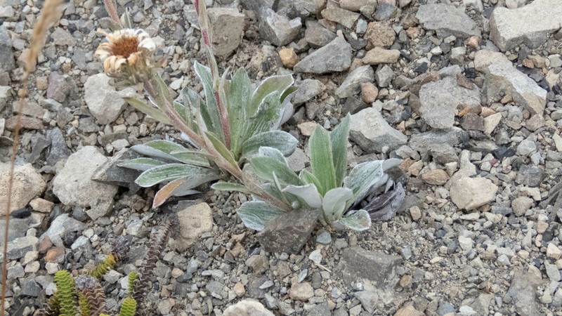 Celmisia cockayneana photo 3