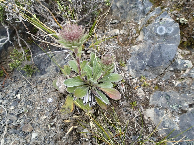 Celmisia cockayneana photo 4