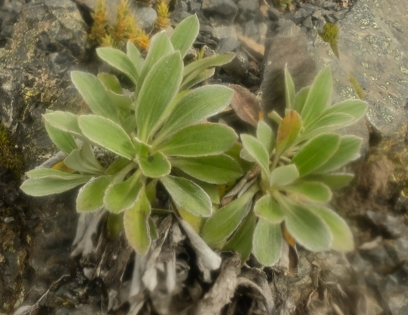 Celmisia cockayneana photo 5