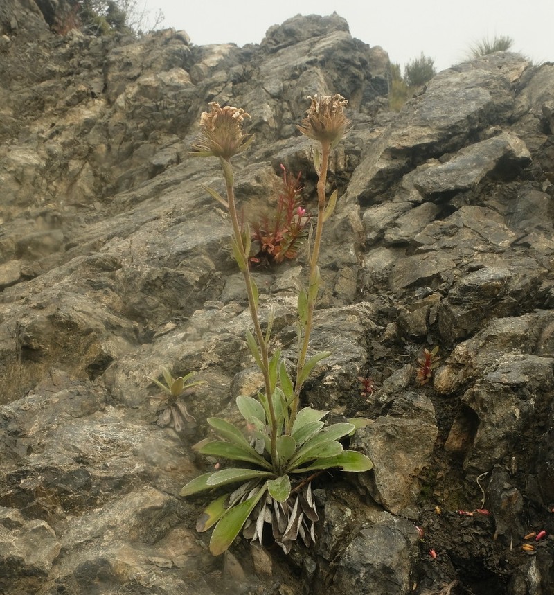 Celmisia cockayneana photo 6