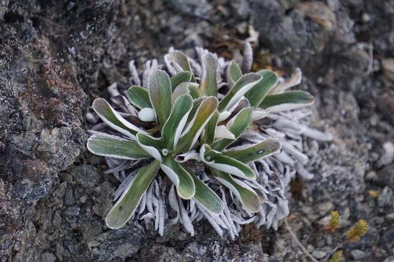 Celmisia cockayneana photo 8