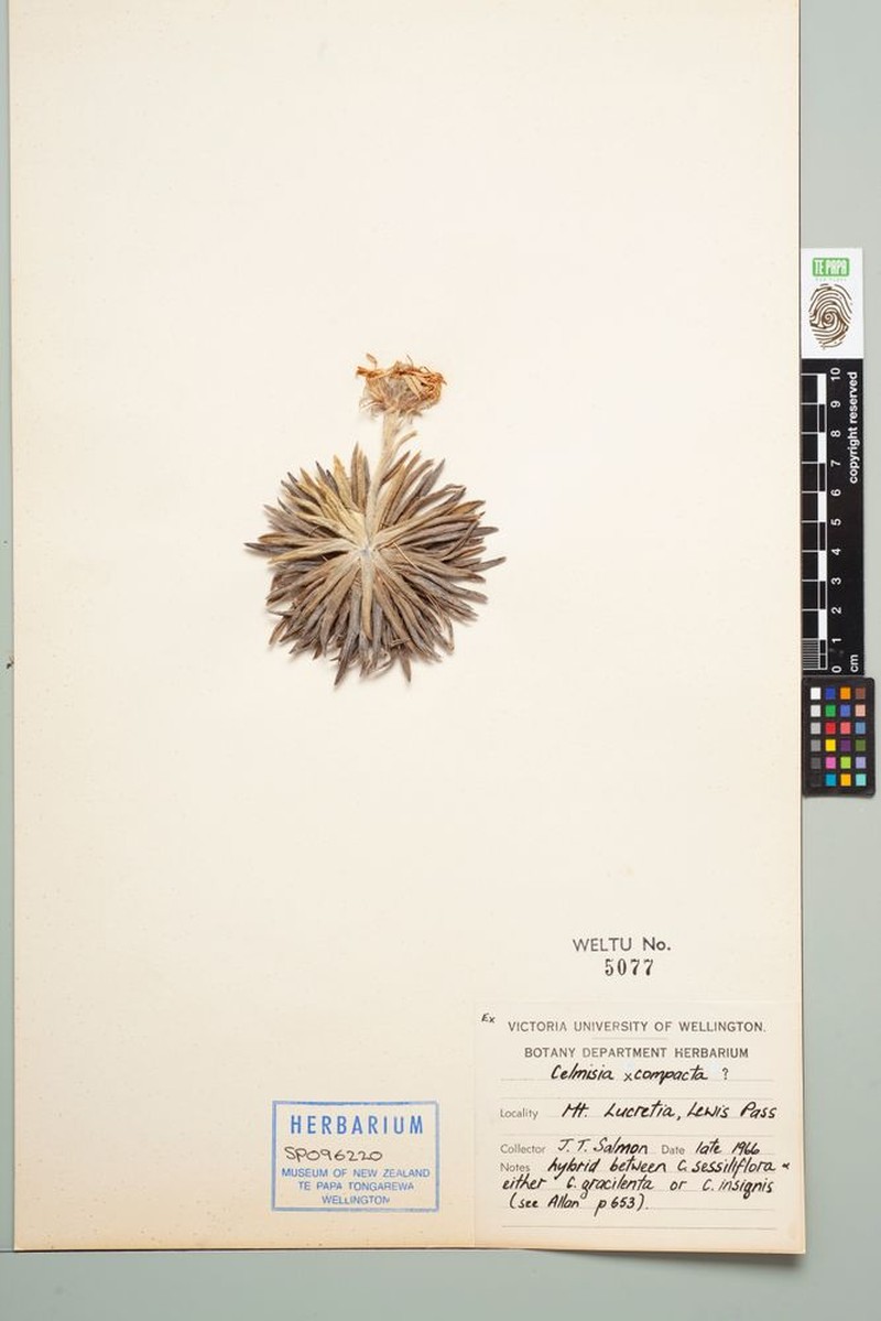 Celmisia compacta photo 2