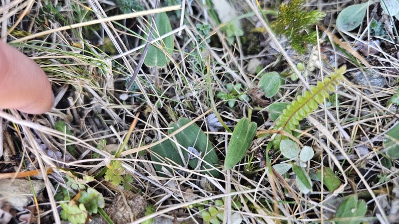 Celmisia cordatifolia photo 2