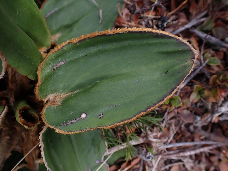 Celmisia cordatifolia photo 3