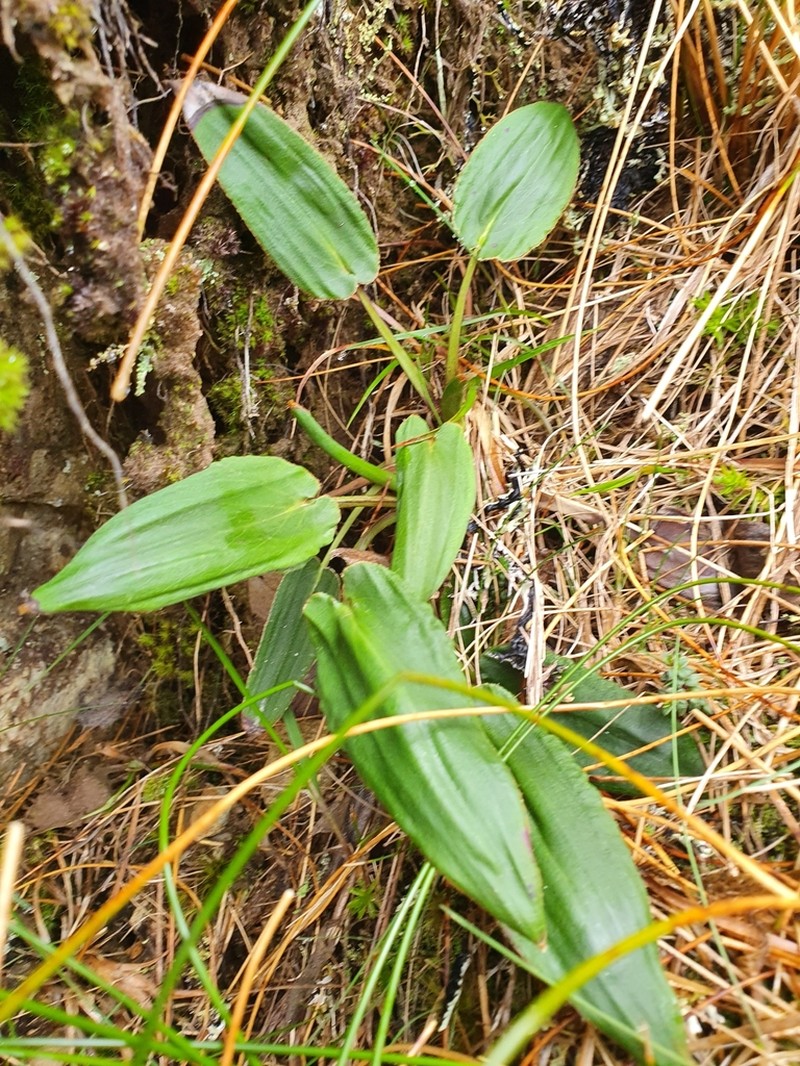 Celmisia cordatifolia photo 4