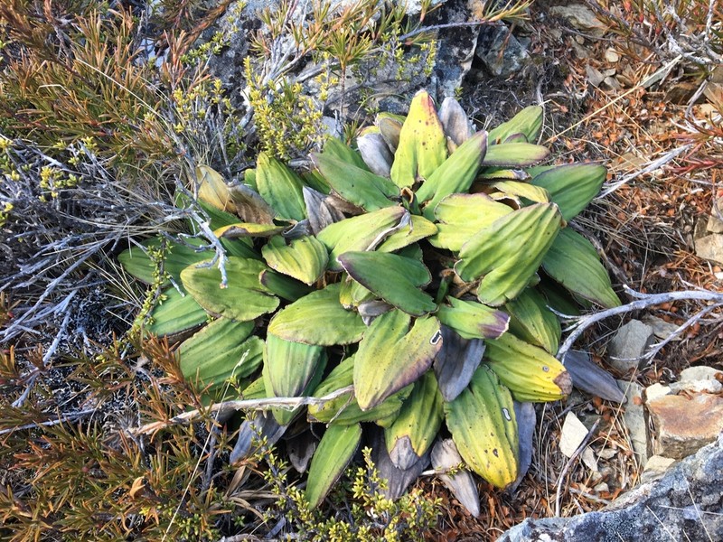 Celmisia cordatifolia photo 5