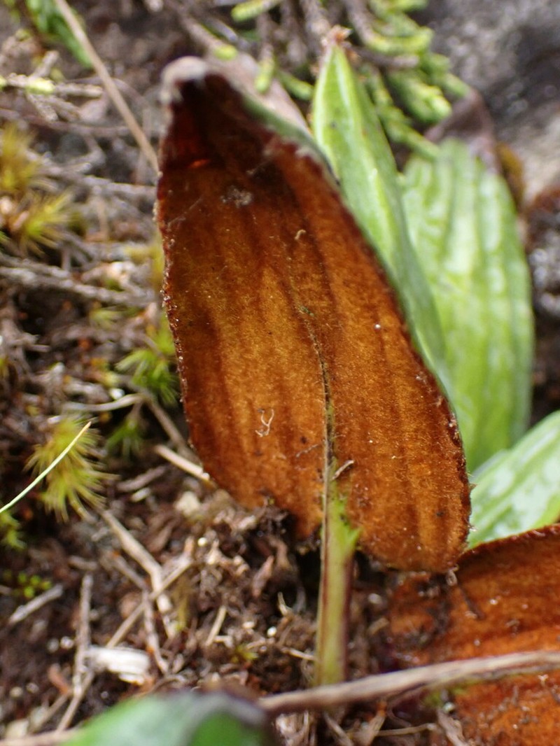Celmisia cordatifolia photo 6
