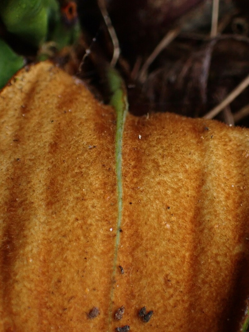 Celmisia cordatifolia photo 7