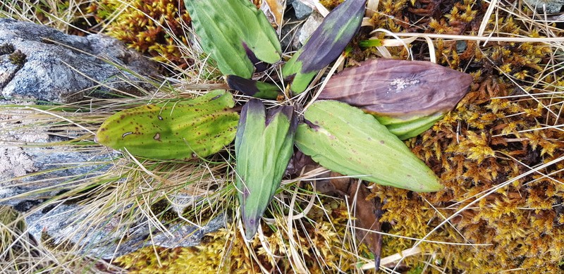 Celmisia cordatifolia photo 8