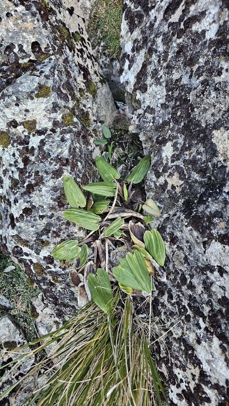 Celmisia cordatifolia var. cordatifolia